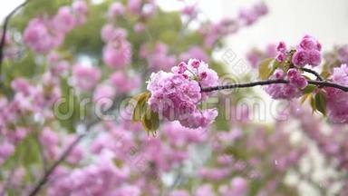 春天的花朵系列：在雨天樱花树枝上的<strong>小团</strong>簇中的粉红色樱花花